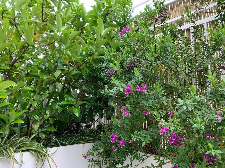 Dimaru Appartement Gragnano Buitenkant foto